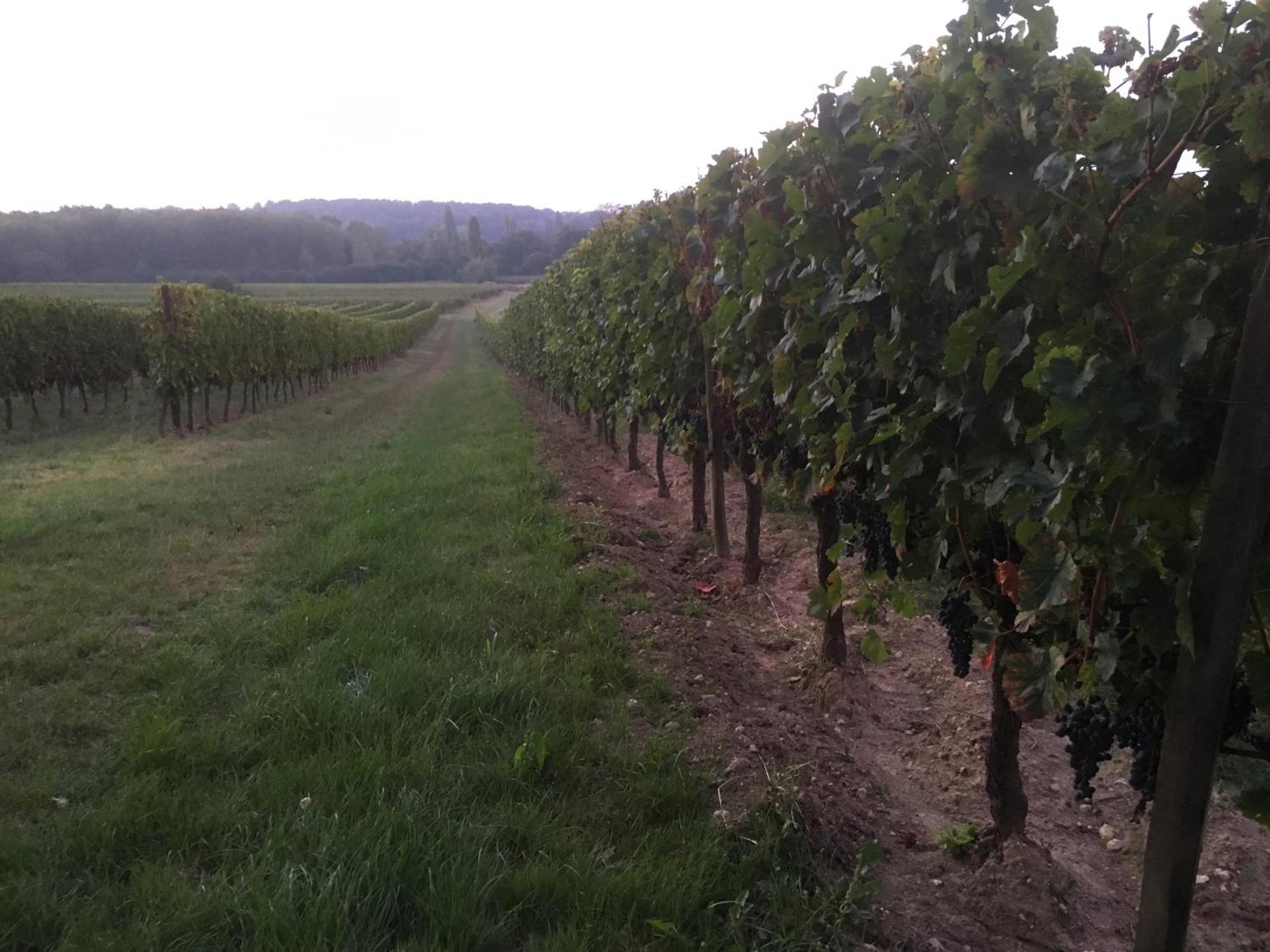 Chateau Le Noble Winery Near St Emilion Saint-Germain-du-Puch المظهر الخارجي الصورة